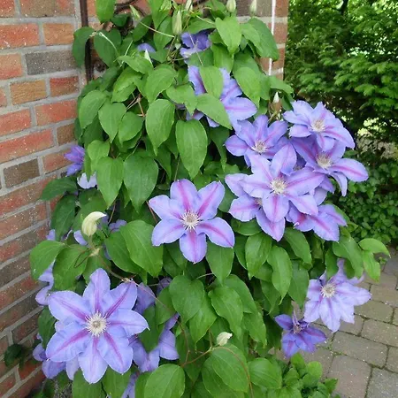 Anne-1-traumhafte-lage-mit-garten-und-strandkorb